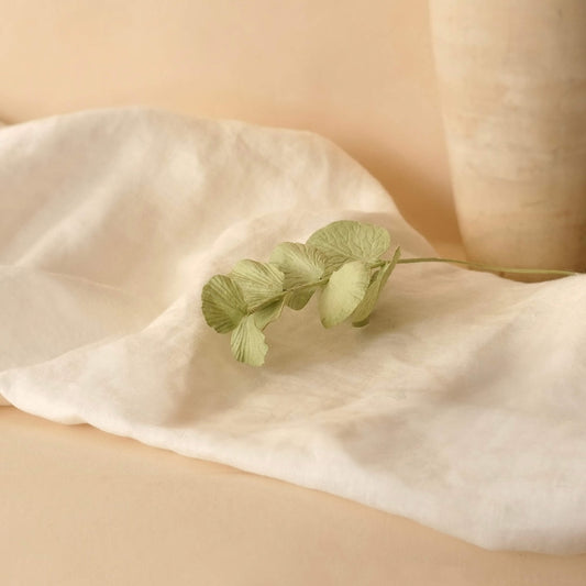 Eucalyptus cinerea en papier vert olive