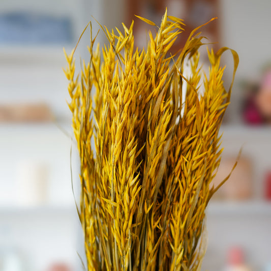 Avoine jaune