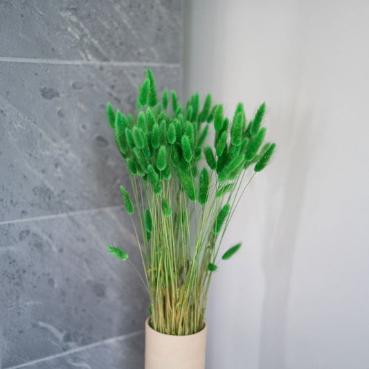 Botte de lagurus vert séché, vue de face - Flowrette