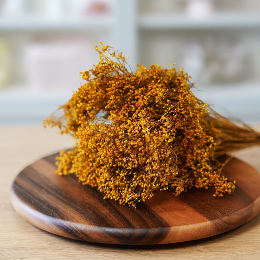 Broom bloom jaune