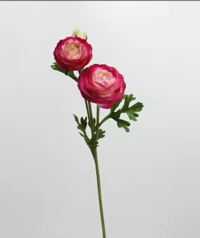 Renoncule rose vibrant