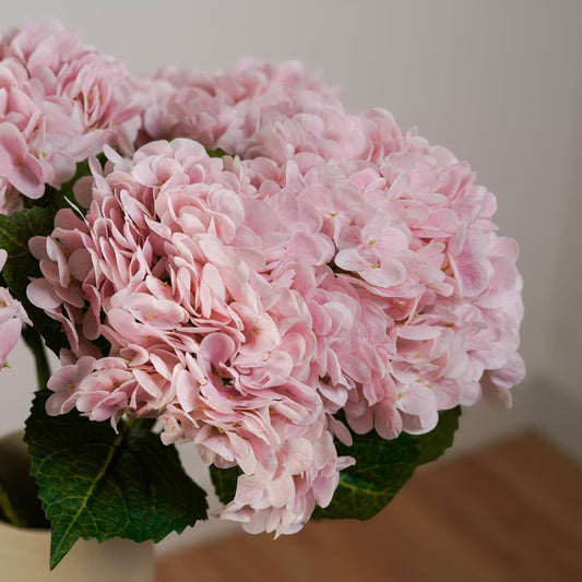 Hortensia rose clair