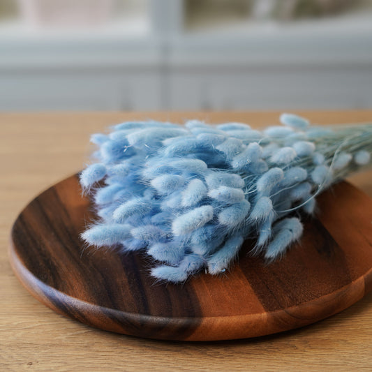 Lagurus bleu pastel