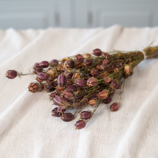 Botte de nigelle de Damas séchée Flowrette en gros plan