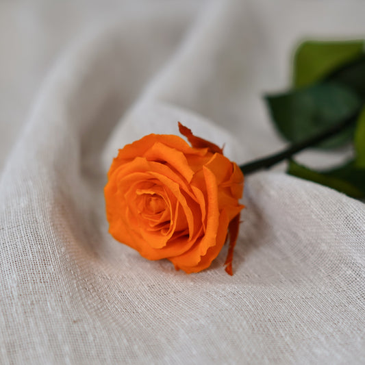 Rose orange stabilisée