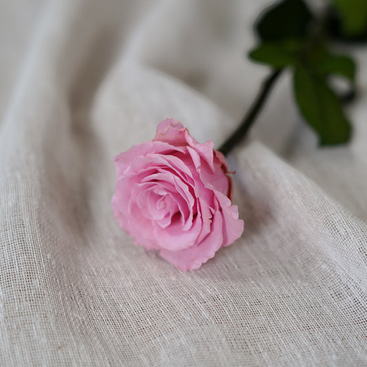 Rose rose stabilisée