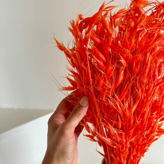 Botte d'avoine séchée orange foncé, vue de face - Flowrette