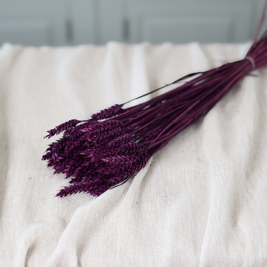Botte de blé violet intense séché Flowrette en gros plan