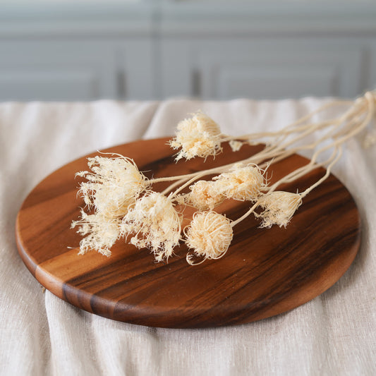 Botte de fenouil blanc séché Flowrette en gros plan