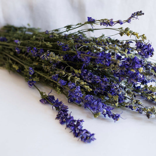Botte Delphinium bleu séché, vue de face tiges florales bleues vibrantes - Flowrette