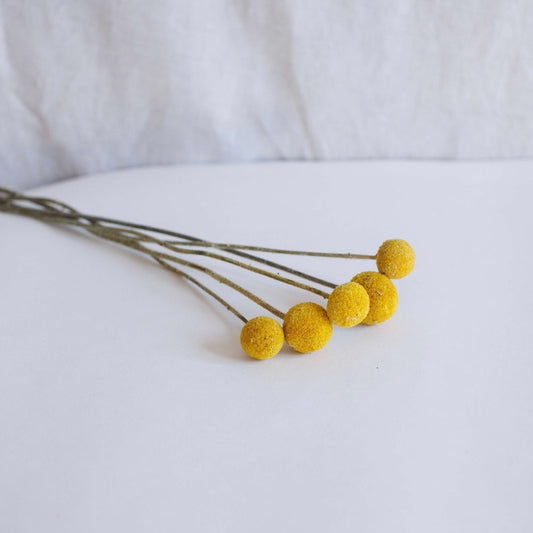 Botte de Craspedias jaunes séchés - Flowrette