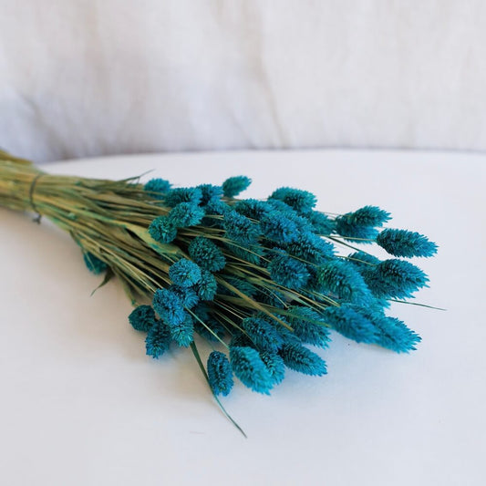 Botte de phalaris bleu pétrole séché, vue de face - Flowrette