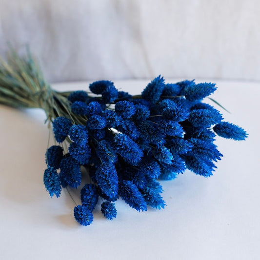 Botte de phalaris bleu séché, vue de face - Flowrette