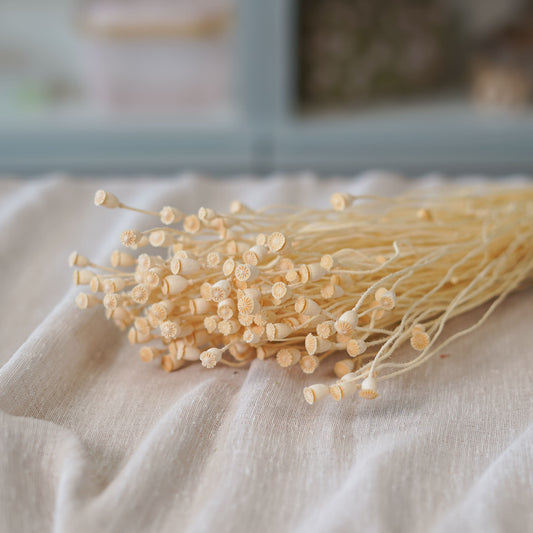 Botte de mini pavots blancs séchés Flowrette en gros plan
