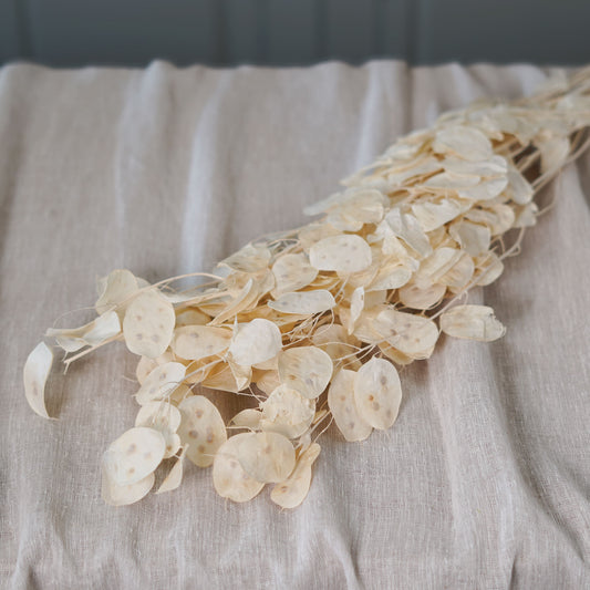 Botte de monnaie du pape séchée Flowrette en gros plan
