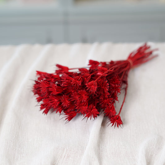 Botte de nigelle orientalis rouge