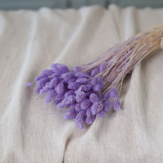 Botte Phalaris Lilas