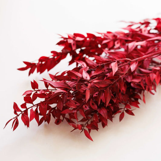 ruscus-rouge
