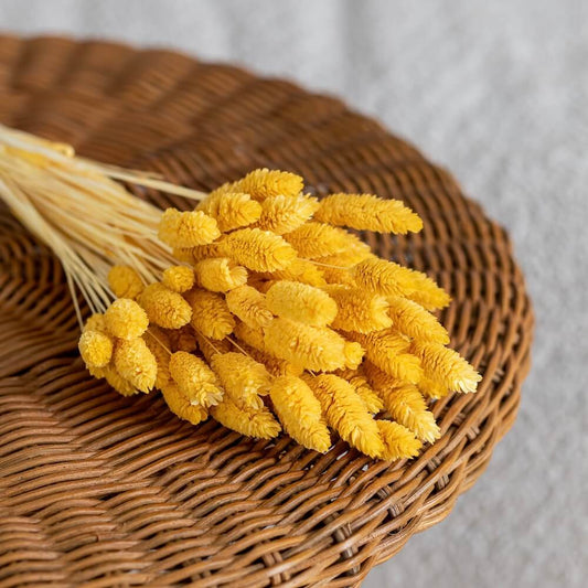 Botte Phalaris jaune clair fleurs séchées, vue d'ensemble bouquet - Flowrette