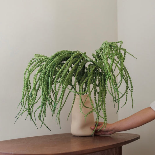 Grande amarante queue de renard verte 