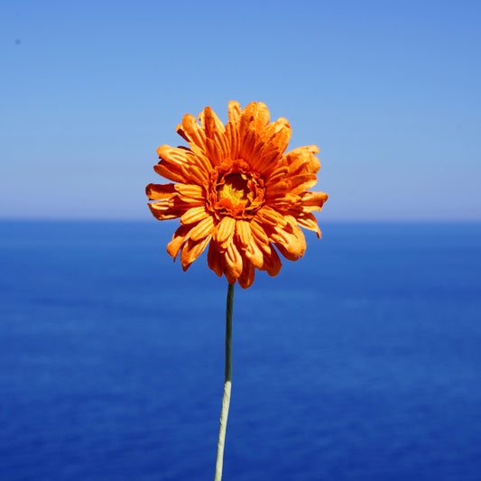 fleurs-en-papier-flowrette-gerbera