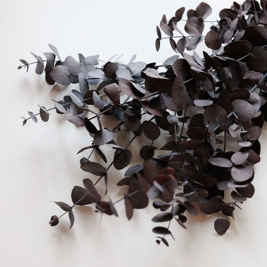 eucalyptus-stabilise