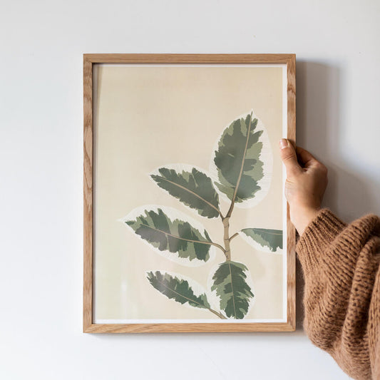 Affiche illustrée Ficus El Tineke, dessin botanique - Flowrette