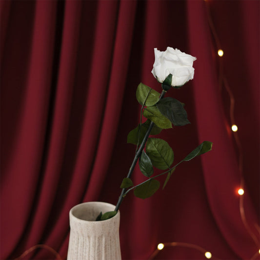 Rose blanche stabilisée