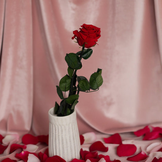 Rose rouge stabilisée